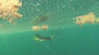 Spearfishing Big Bull Dolphin, Mahi Mahi, Dorado