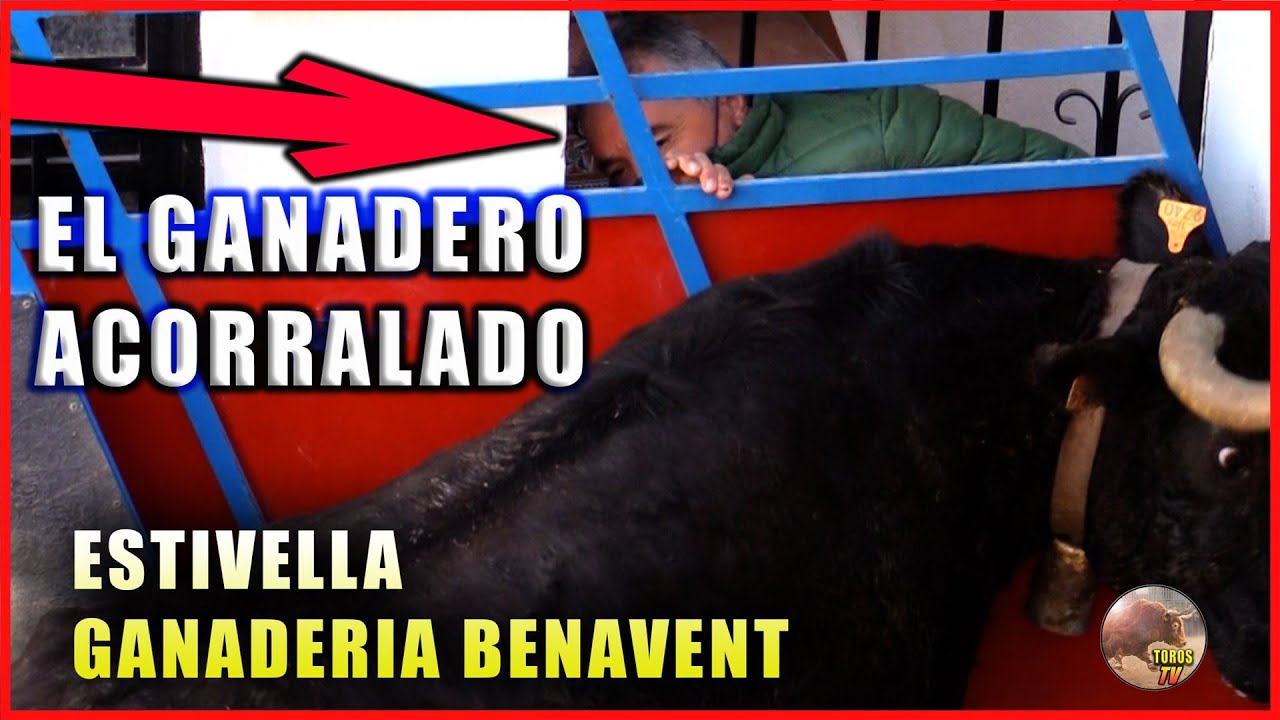 El Ganadero en Apuros - ❤️ Estivella ganaderia Benavent 2022 - videos Toro Hoy