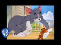 Tom y Jerry en Latino | ¡Amigos! | WB Kids