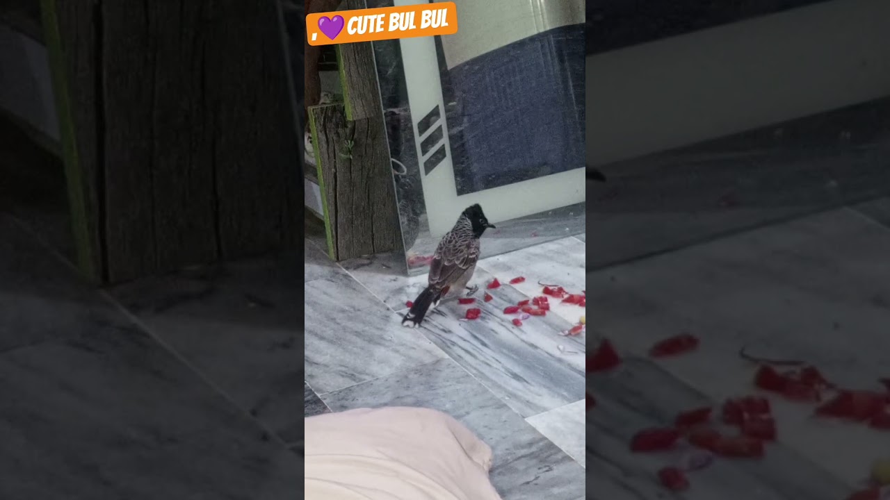 adrabil Bul bul 🐦‍⬛ meror 🪞💚 mowmint #