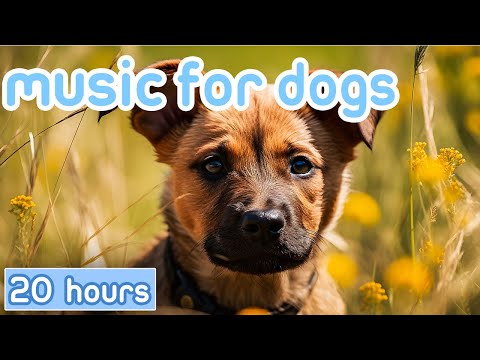 Video: Klasická hudba je nyní používána k uklidnění psů - s prokázanými výsledky!