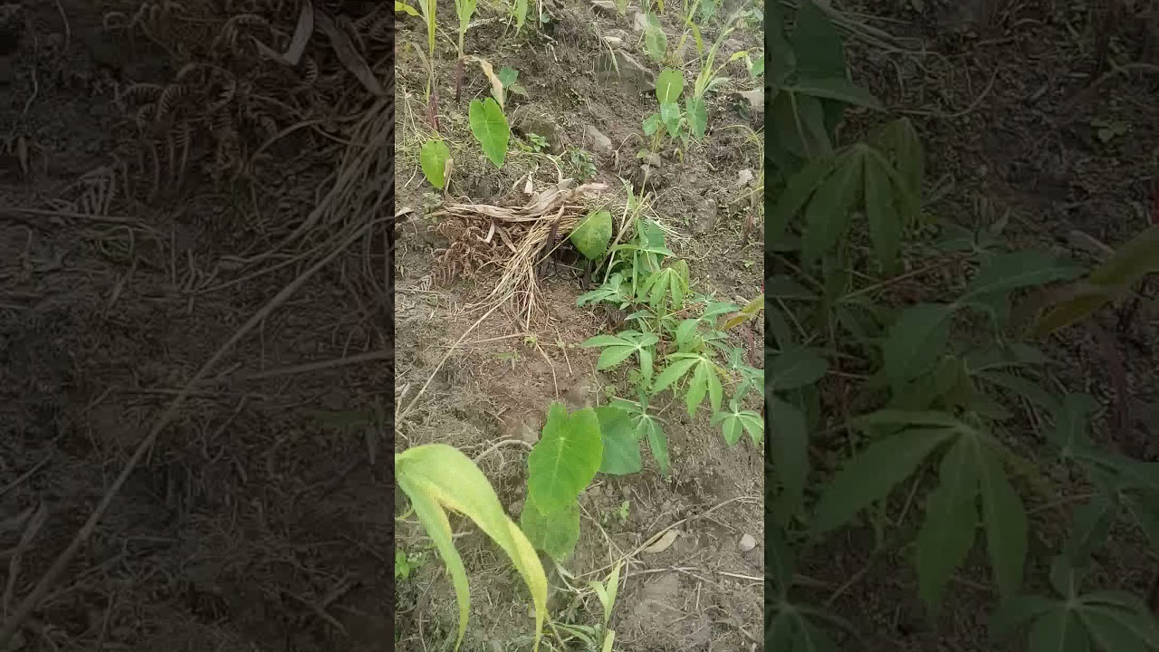 Amazing quick bird trap..