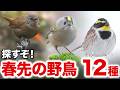 森で見つけた小さな命の物語!