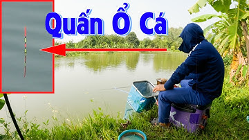 Ổ Cá Này Quá Trời Cá Rồi - 02 Tiếng Giật Cá Diếc Nhức Nách