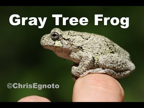 Gray Tree Frogs - Hundreds Of Them Singing Into The Night! - Youtube