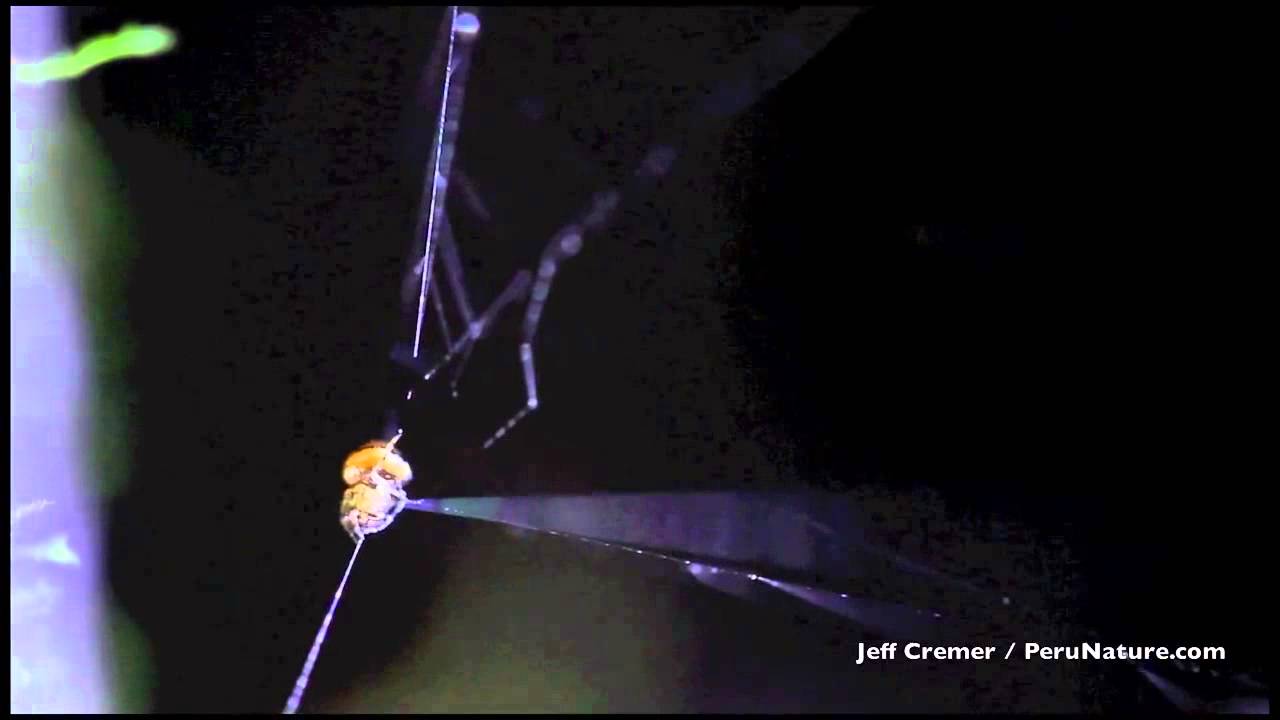 Introducing The Slingshot Spider YouTube