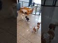 유치원 시츄친구랑 놀기 #놀이터 #유치원 #토이푸들 #시츄 #댕댕이 #우다다