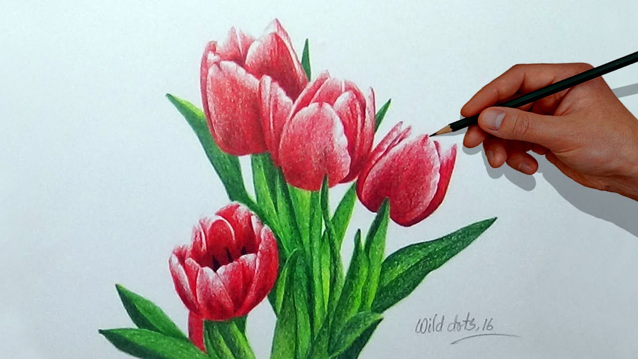 How To Draw A Flower With Simple Colored Pencils - Tulip | - YouTube