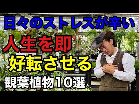 私が本当に心を支えられた感情サポートプランツ4選