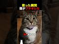 歌った瞬間猫がブチギレた