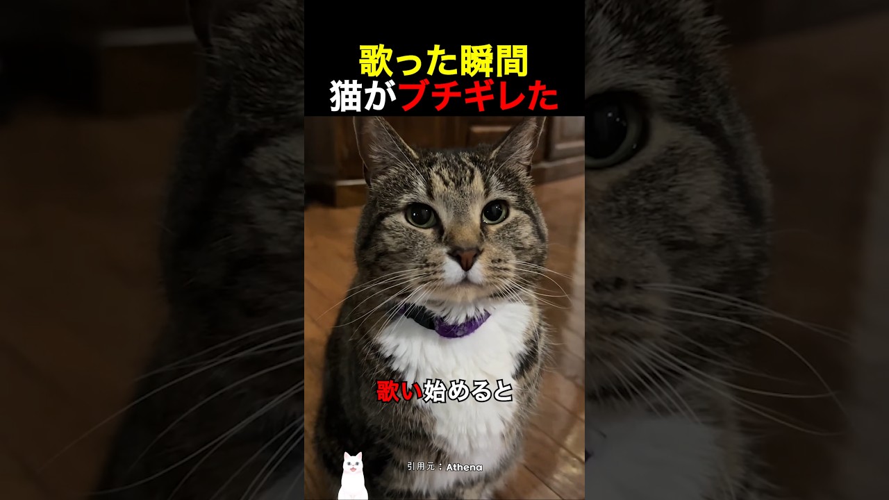 歌った瞬間猫がブチギレた