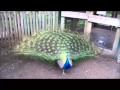 Peacock showing off at the denver zoo