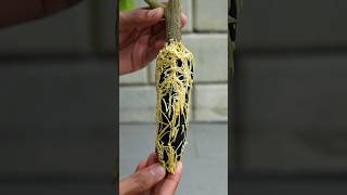 ?New method of propagate lemon tree using just cloth propagate_lemon_tree gardening