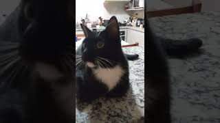 #viralshort #gatos #comedias
