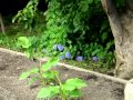 北海道札幌北大植物園2010年夏 の動画、YouTube動画。