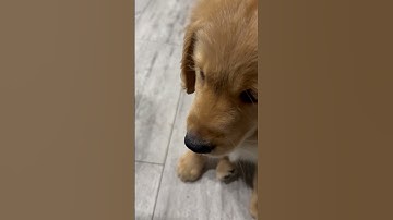 Wolf Food Manners reinforcement1