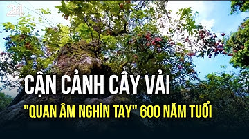 Cận cảnh cây vải "Quan Âm nghìn tay" 600 năm tuổi | VTV24
