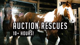 10 Hours Of Saving Horses From Slaughter
