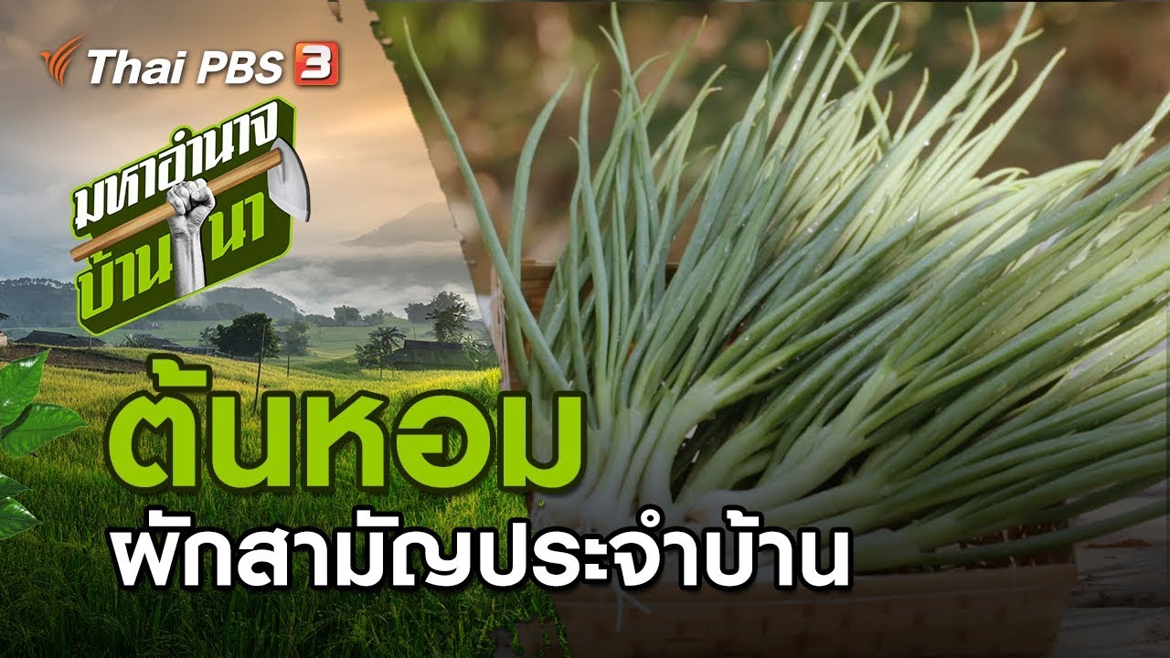 ต้นหอม ผักสามัญประจำบ้าน : มหาอำนาจบ้านนา (9 ก.พ. 63)