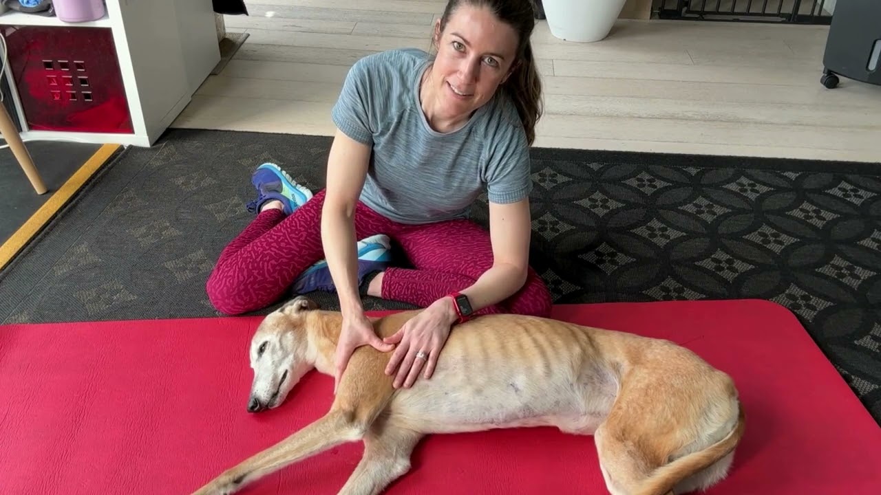 Dog subscapularis; anatomy, function and testing its integrity.