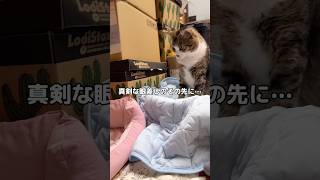 生まれて初めて出産を間近で見れたんだけどビックリしすぎてその場に立ち尽くすキジ三毛猫 #キジトラ #三毛猫 #子猫 #shorts