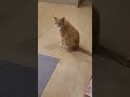 한국어로 대답하는 고양이 Cat said why in Korean