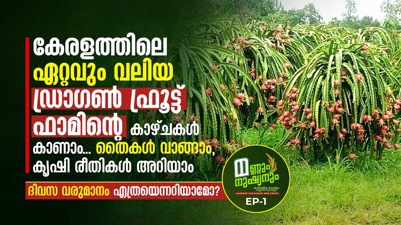 കേരളത്തിലെ ഏറ്റവും വലിയ ഡ്രാഗൺ ഫ്രൂട്ട്‌ ഫാമിന്റെ കാഴ്ചകൾ കാണാം, Kerala's Biggest Dragon Fruit Farm