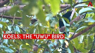 The 'uwu' bird: Koels and their distinctive call that divides Singapore residents