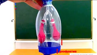 картинка: Тыныс алу жүйесі