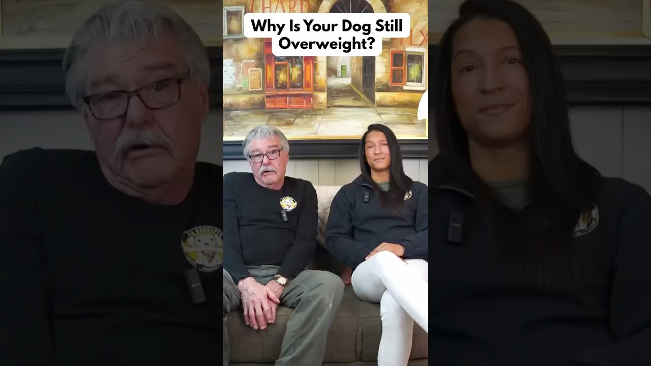 Why Is Your Dog Not Losing Weight? 