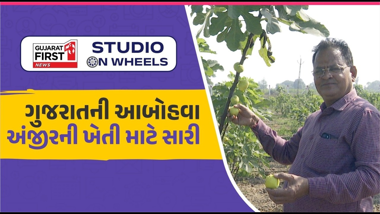 Studio On Wheels | Fig Farming આશીર્વાદ સમાન!, 20 વીઘામાં પ્રાકૃતિક ખેતી કરતા સફળ ખેડૂતની વાત