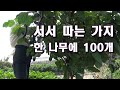 서서 따는 가지 한 나무에 100개 재배법 서서 따는 가지 한 나무에 100개 재배법