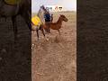 🔥Болашағы Зор Құлын🔥Жеребенок #compilation #horse #horseriding #war #rek #кокбору #финиш