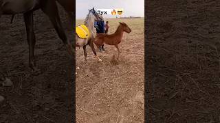 🔥Болашағы Зор Құлын🔥Жеребенок #compilation #horse #horseriding #war #rek #кокбору #финиш