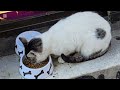Cats of Istanbul...5 minutes of cuteness &amp; relax😻