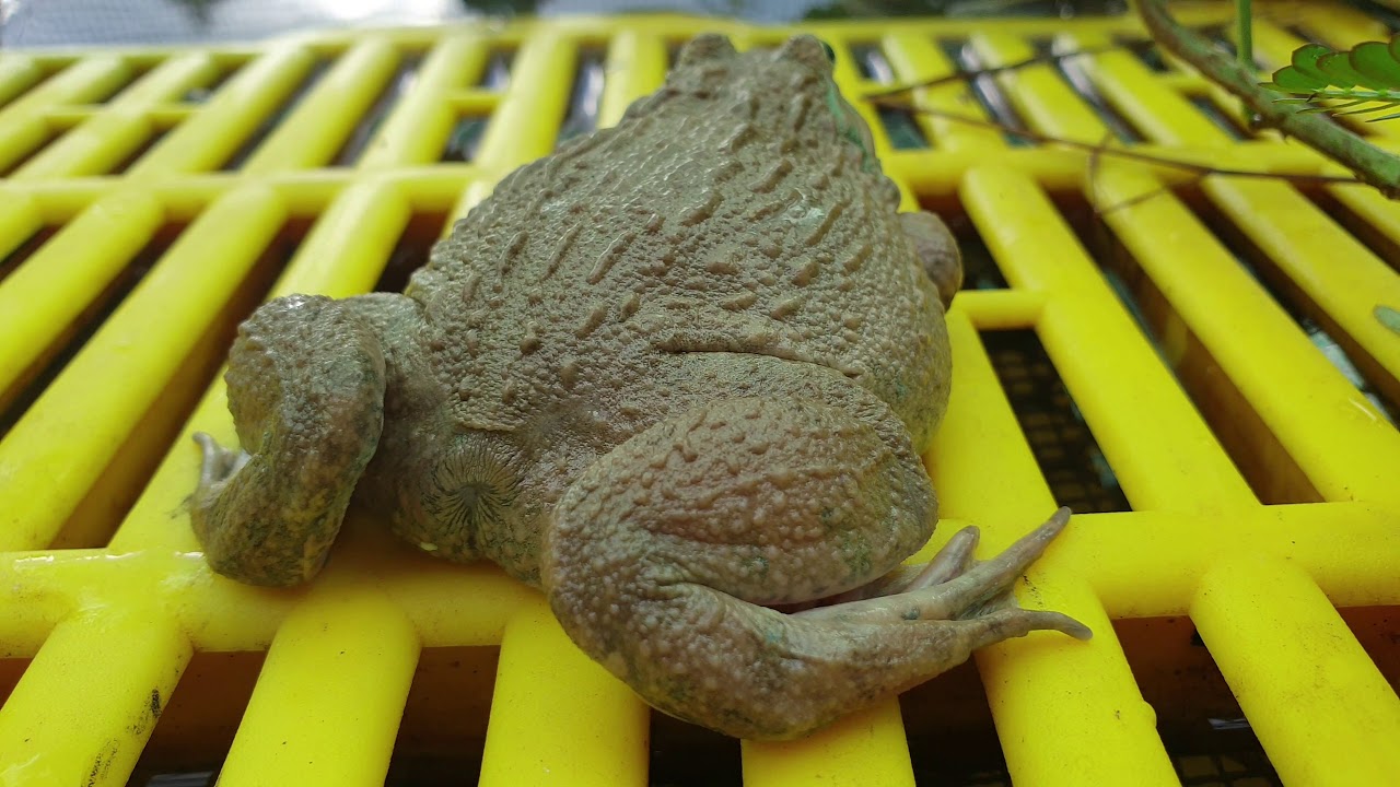 Frogs at Rainbow Eco Farm