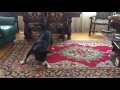 Собака танцует Лезгинку / Dancing Dog