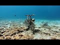 Dive With Me – Fish Hover Silently Beside a Sunken Bicycle 🚲🐟