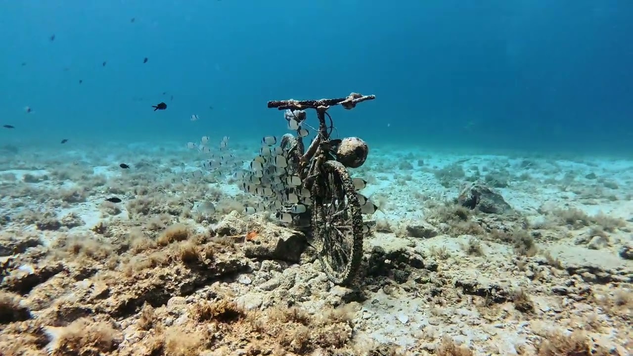 Dive With Me – Fish Hover Silently Beside a Sunken Bicycle 🚲🐟