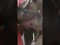 Misso Misondo By Honey Ya Zuchu Utacheka 