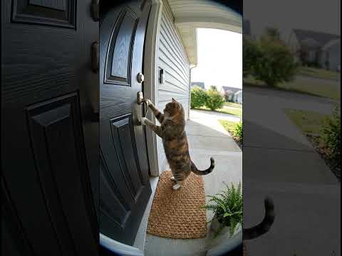 Paw-Pressed Doorbell