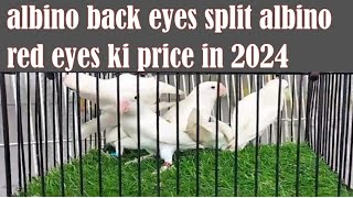 albino black split red eyes k price in  2024 | Naveed shaikh | ns Aviary | R.S.brids Aviary | mash..