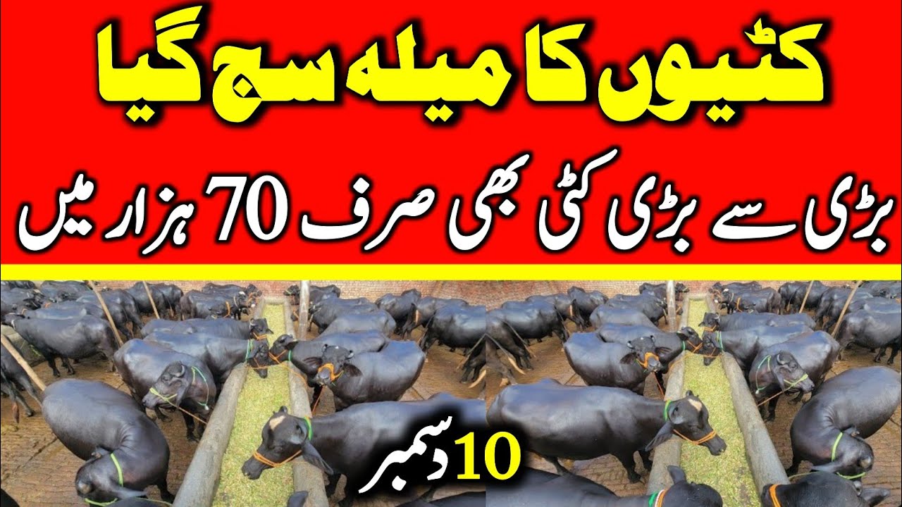 Today Malumor Mandi Jhang Update | Young buffalo for sale | Katti Farming In Pakistan | buffalo 