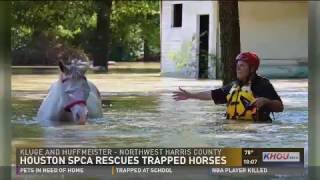 Houston SPCA rescues horses from high water