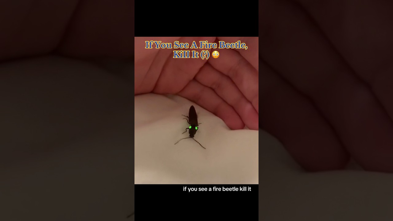 If You See A Fire Beetle, KiII Beetle (?) 😳 
