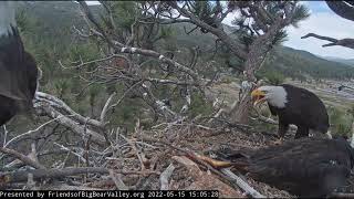 Raven attack Big Bear Bald Eagle Live Nest Cam