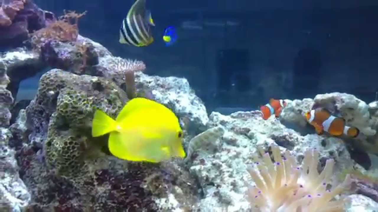 Zeeaquarium inspiratie youtube