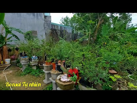 Video Nhìn lại vườn cây Hải châu, khế, lộc vừng, ... sau 2... - youtube