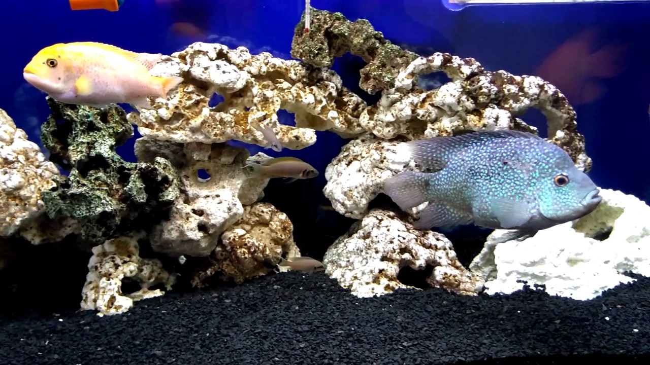 Pedras artificiais caseira, para aquário de água doce ou ...