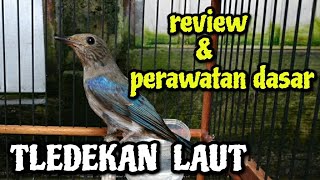 REVIEW \u0026 PERAWATAN DASAR SULINGAN LAUT | TLEDEKAN LAUT